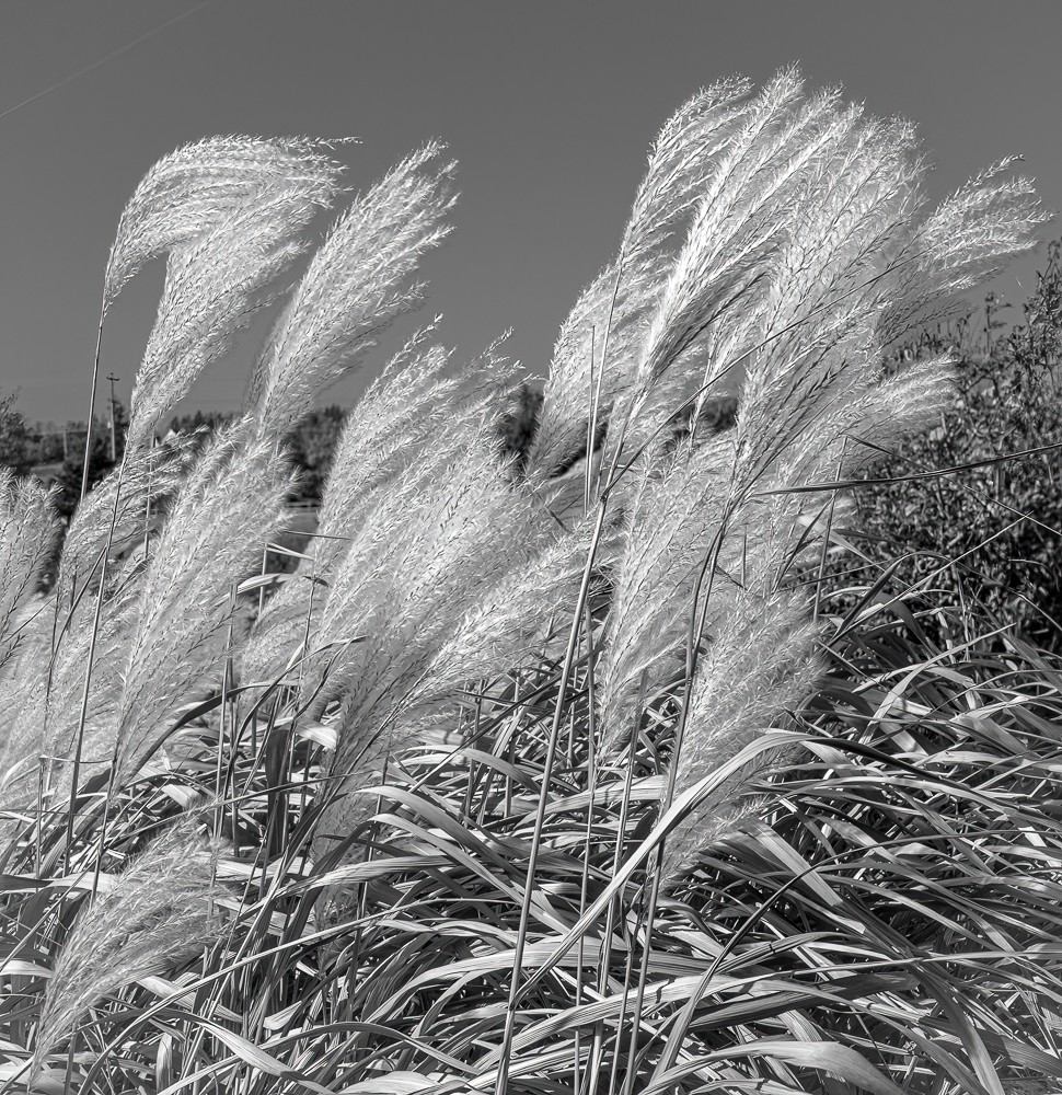 Grasses in the Wind by Joey Johnson
