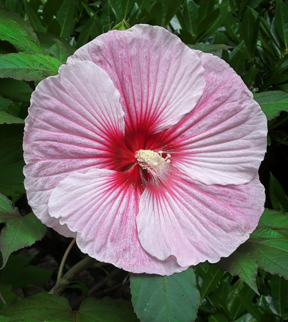 Comment Image