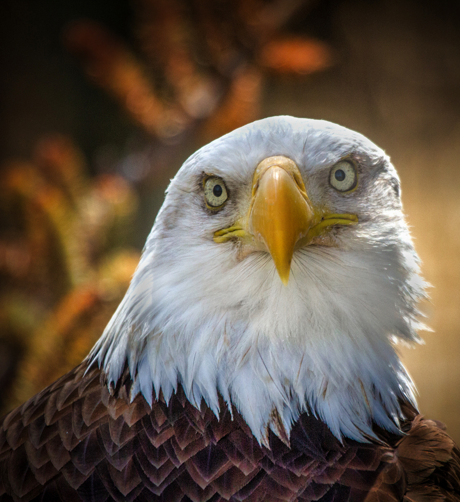 The Eagle Eye by Dennis Hirning, FPSA, MPSA