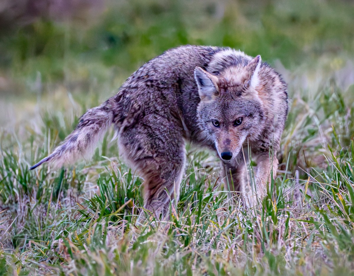 Coyote on the Hunt