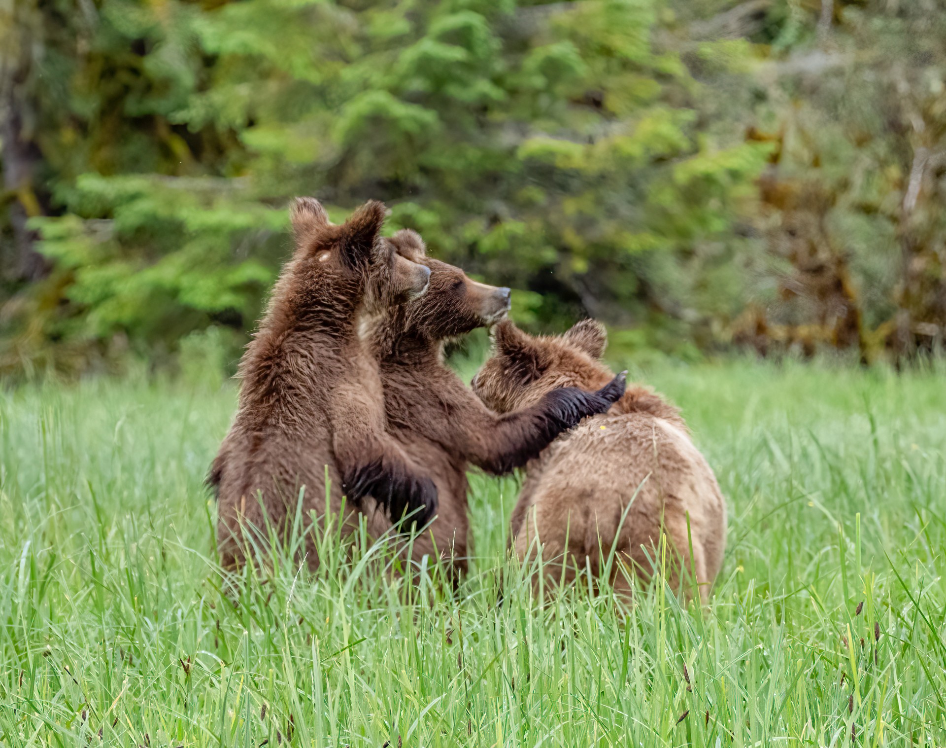 Grizzly cubs "hiding" behind mom by Joey Johnson