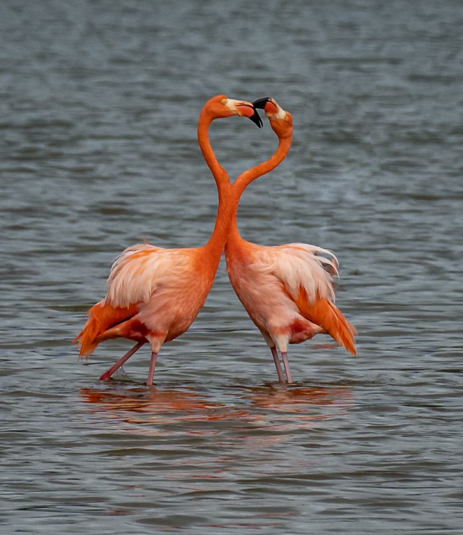 Galapagos Flamingos Communing by Joey Johnson