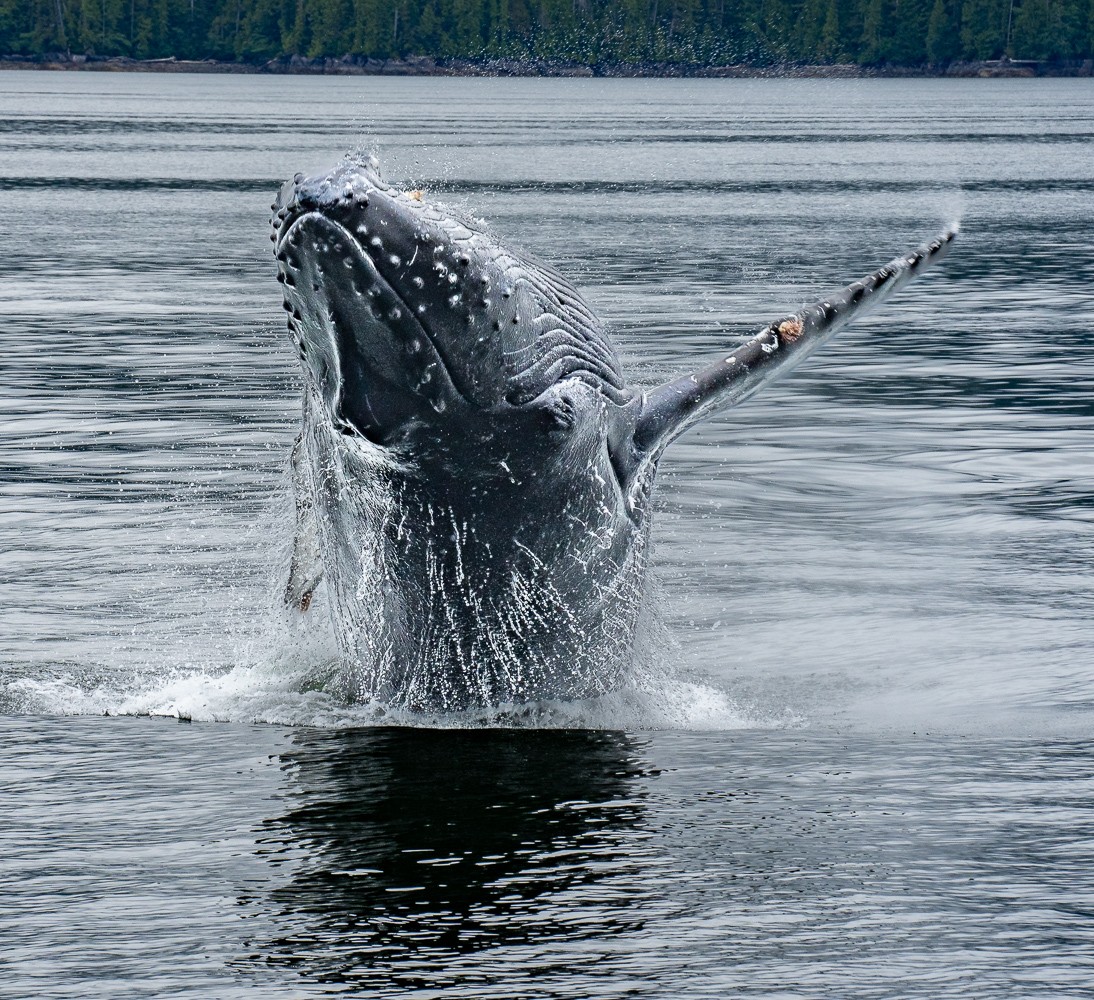 Humpback Breach by Joey Johnson