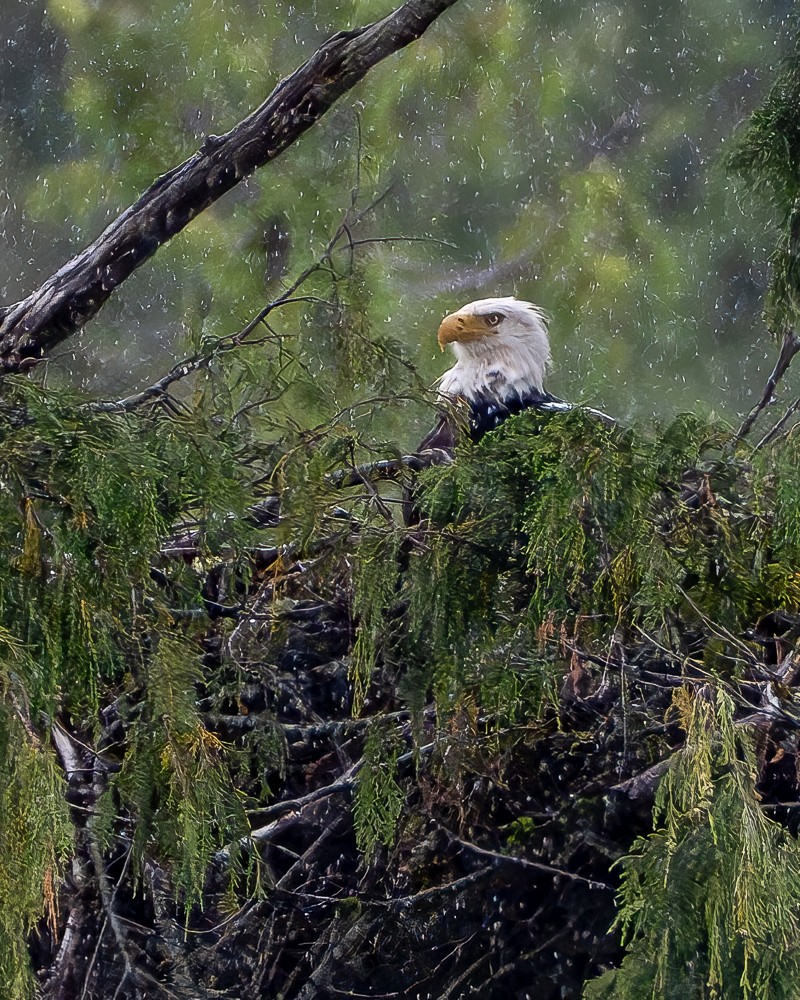 Rainy Day on the Nest by Joey Johnson