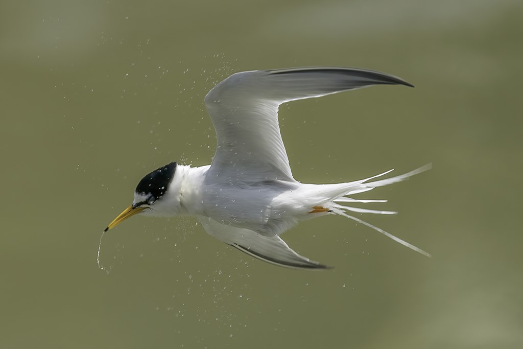 Flipping Little Tern by Than Sint, MPSA2, SPSA, AFIAP
