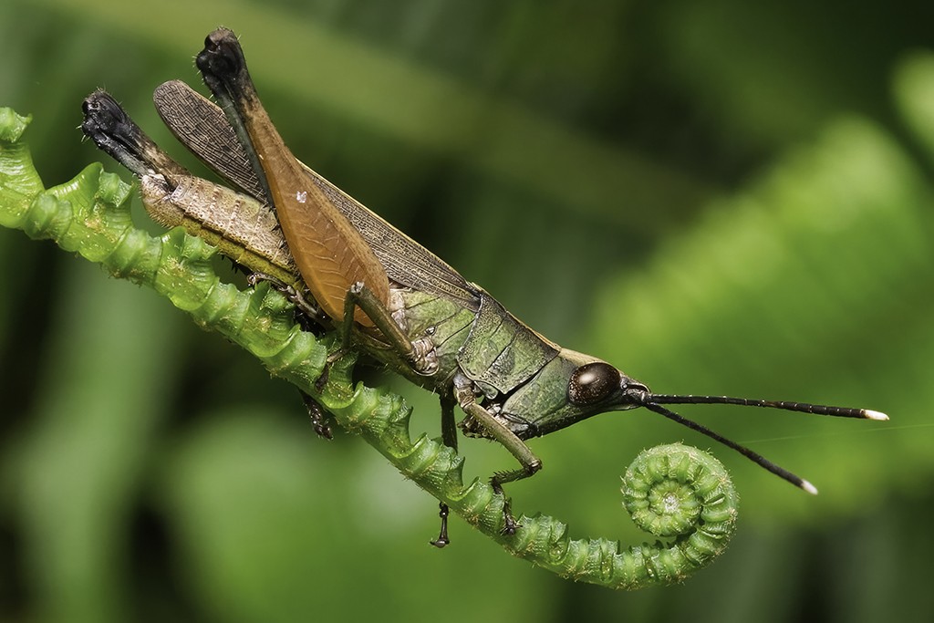 Short-horned grasshopperShort-horned grasshopper by Than Sint