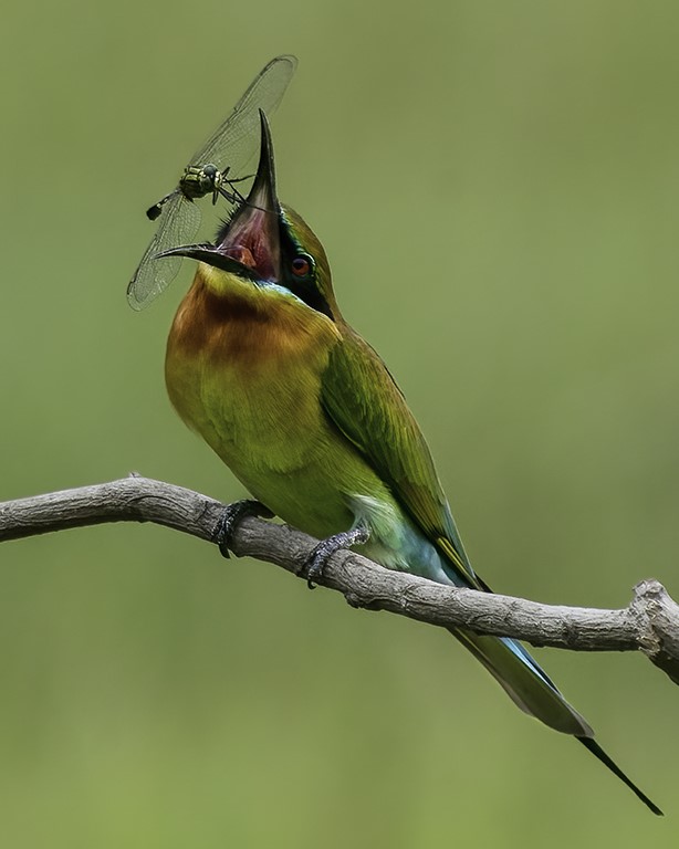 Blue-tailed Bee-eater by Than Sint, EPSA, SPSA, AFIAP