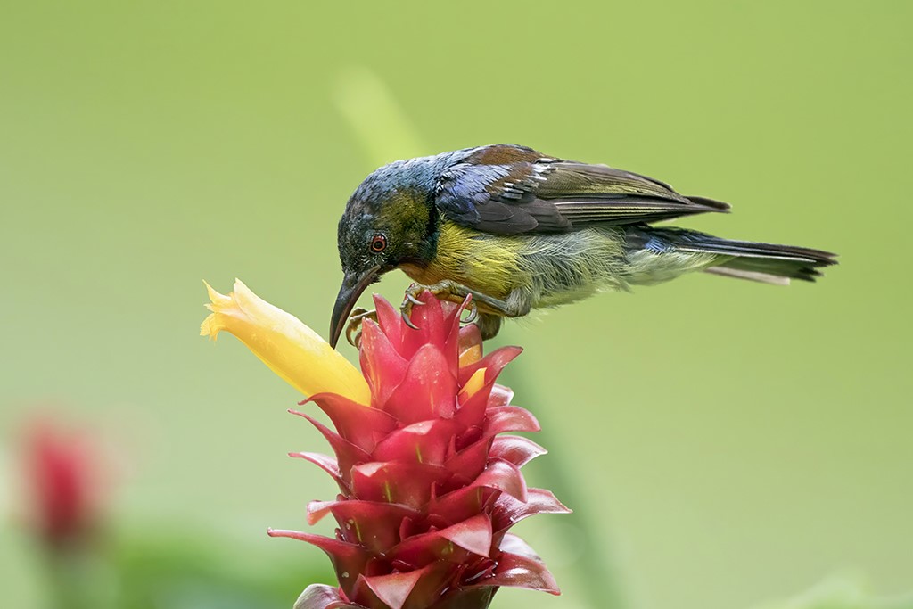 Brown Throated Sunbird Male (Juvenile) by Than Sint