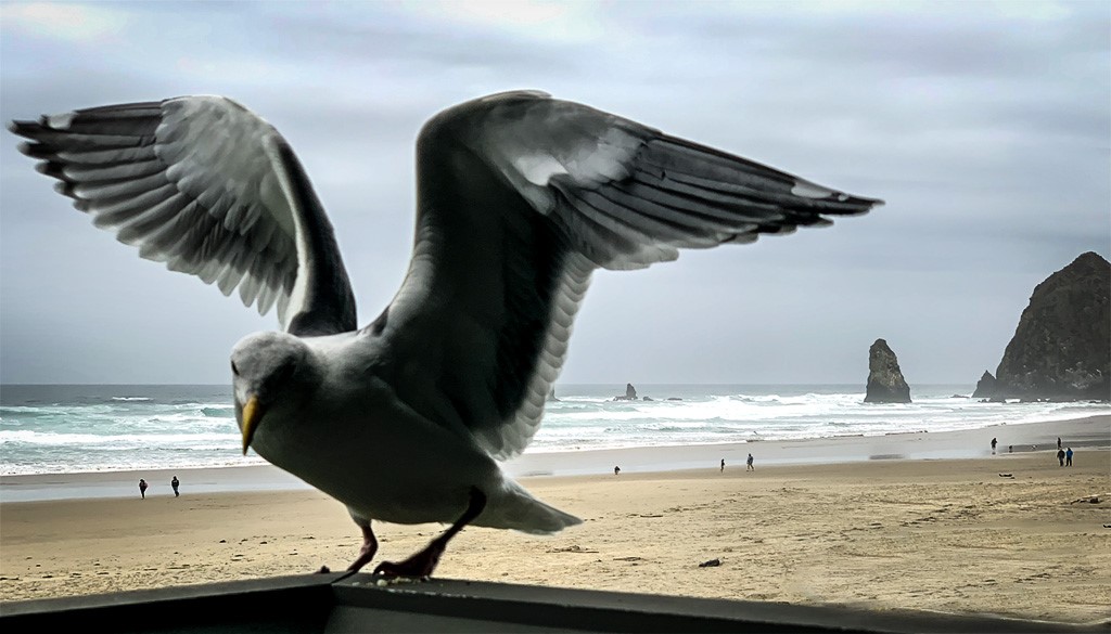 In Your Face (Sea Gull) by Sol Blechman