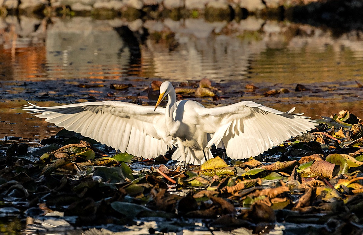 Egret With Spread Wings