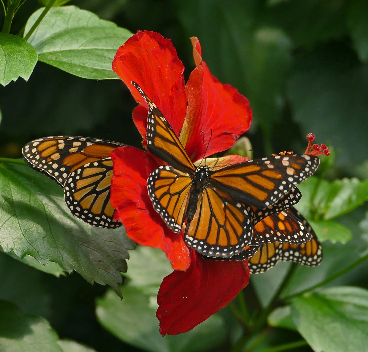Small Monarchs by Sharon Moir