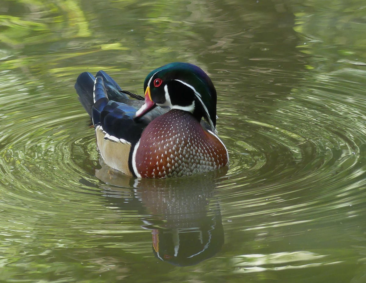 Wood Duck by Sharon Moir