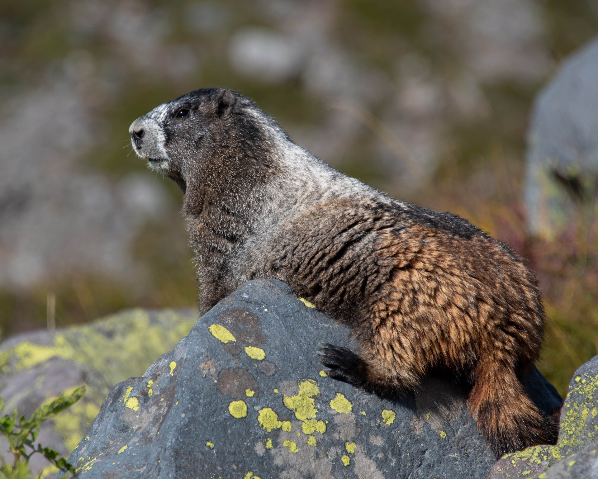 Marmot by David Robb