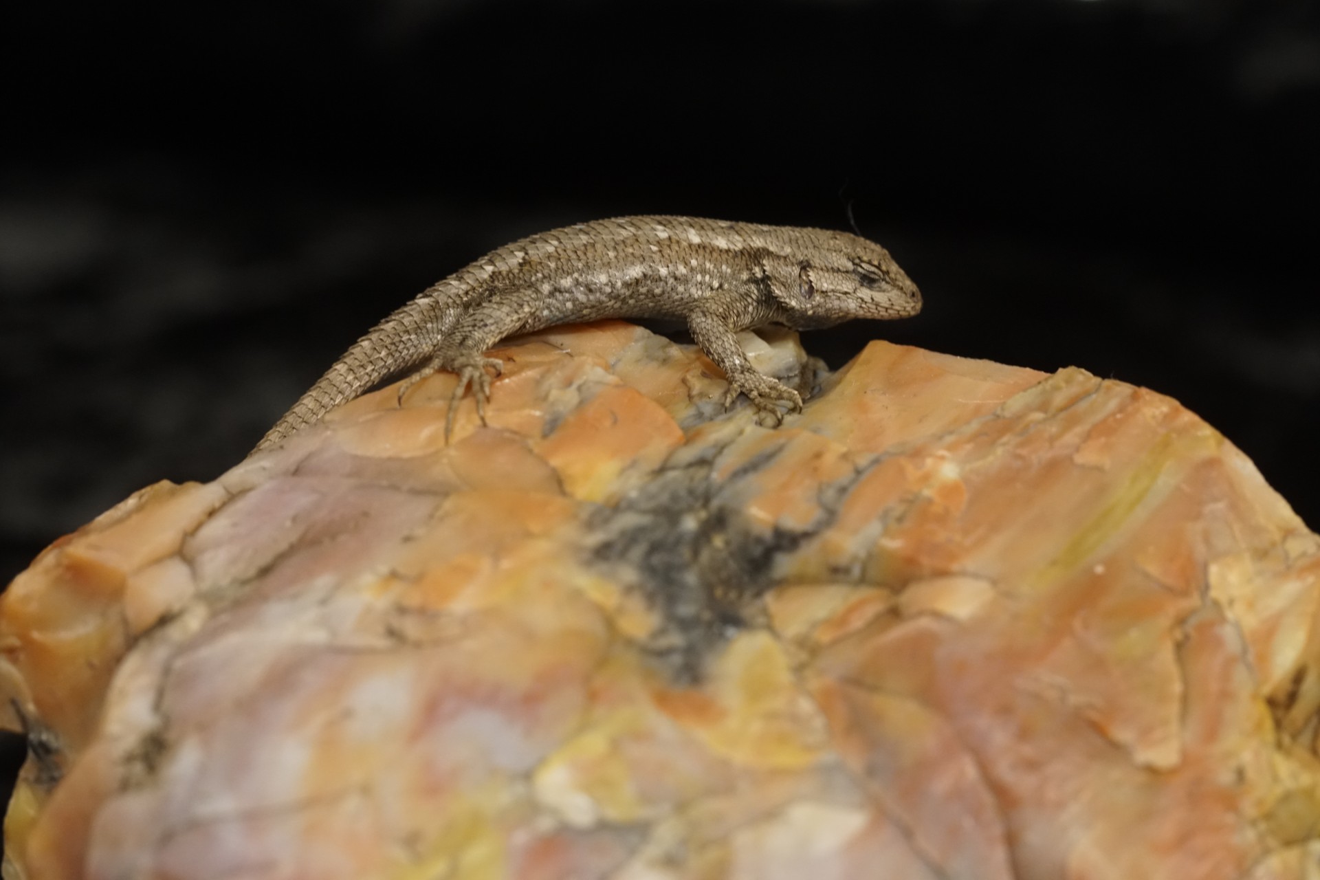  by Neal R. Thompson, M.D.