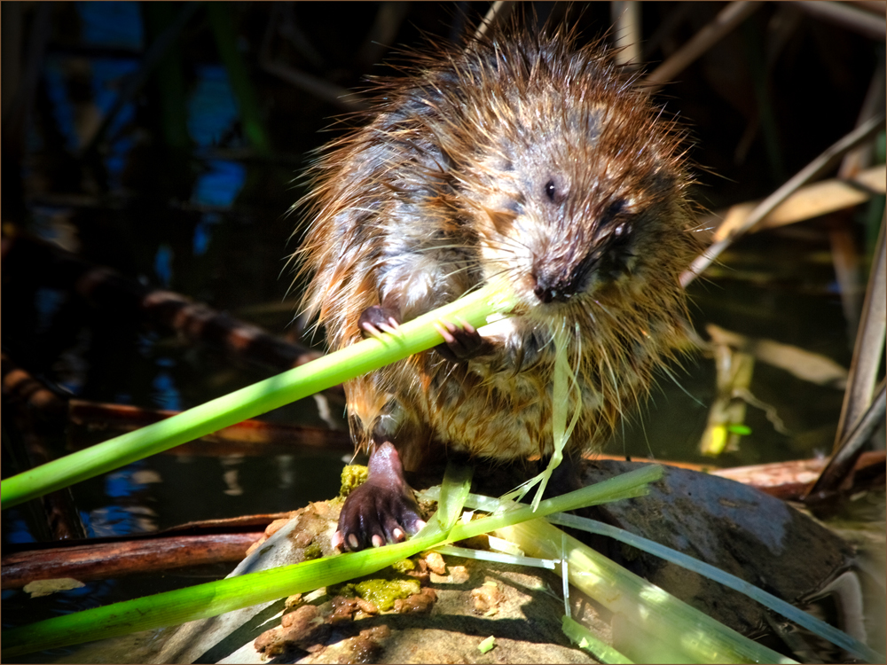 Muskrat Breakfast by Dennis Hirning