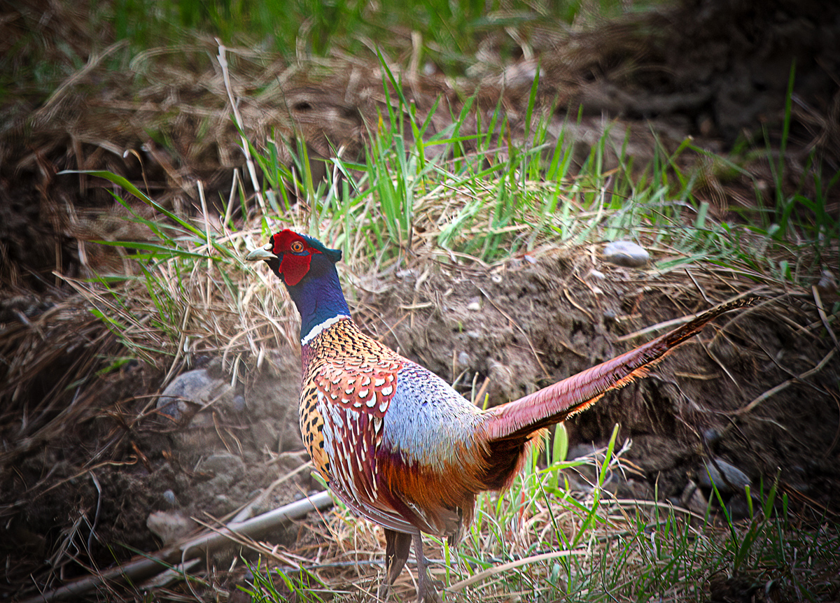Ring Necked Pheasant by Dennis Hirning
