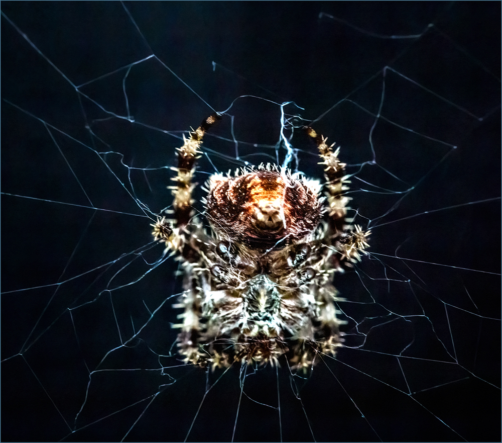 Cat-faced Spider by Dennis Hirning