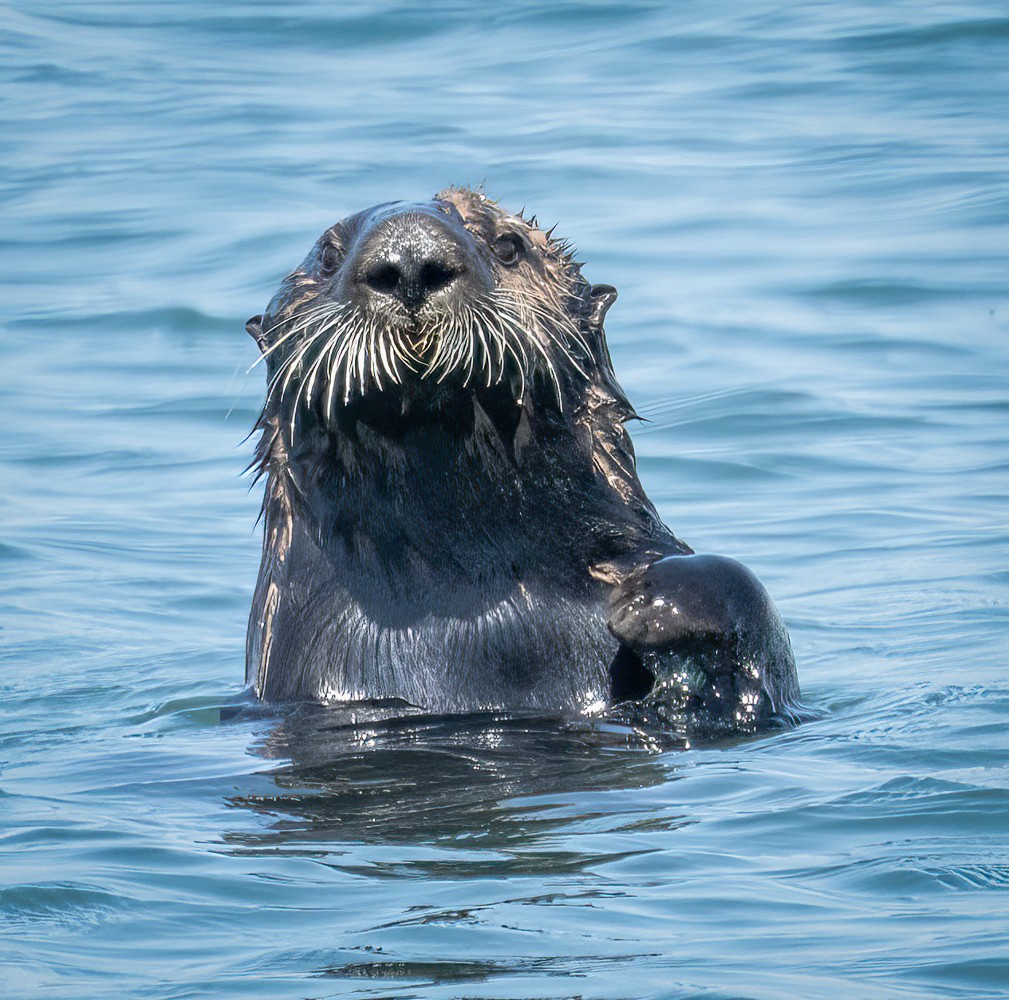 Sea otter, Moss Landing, California by Joey Johnson