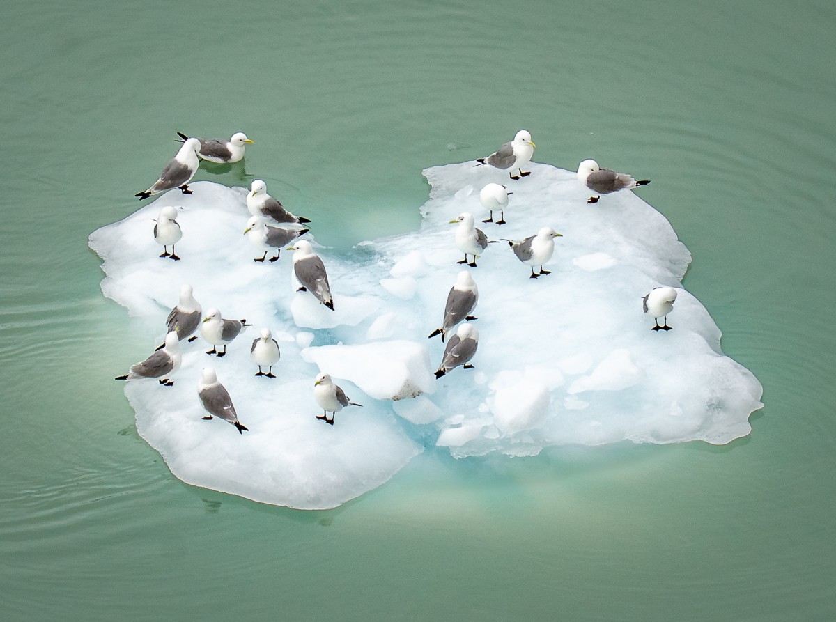 Meeting of the Kittiwakes