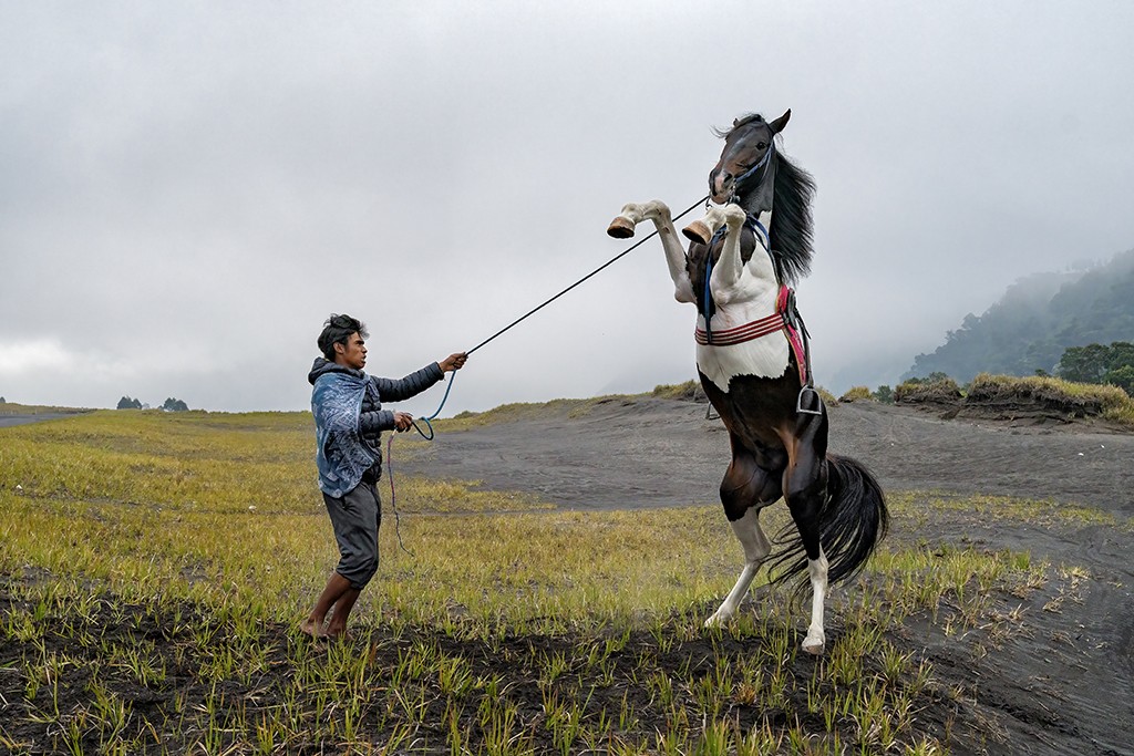 Tamed Horse by Than Sint