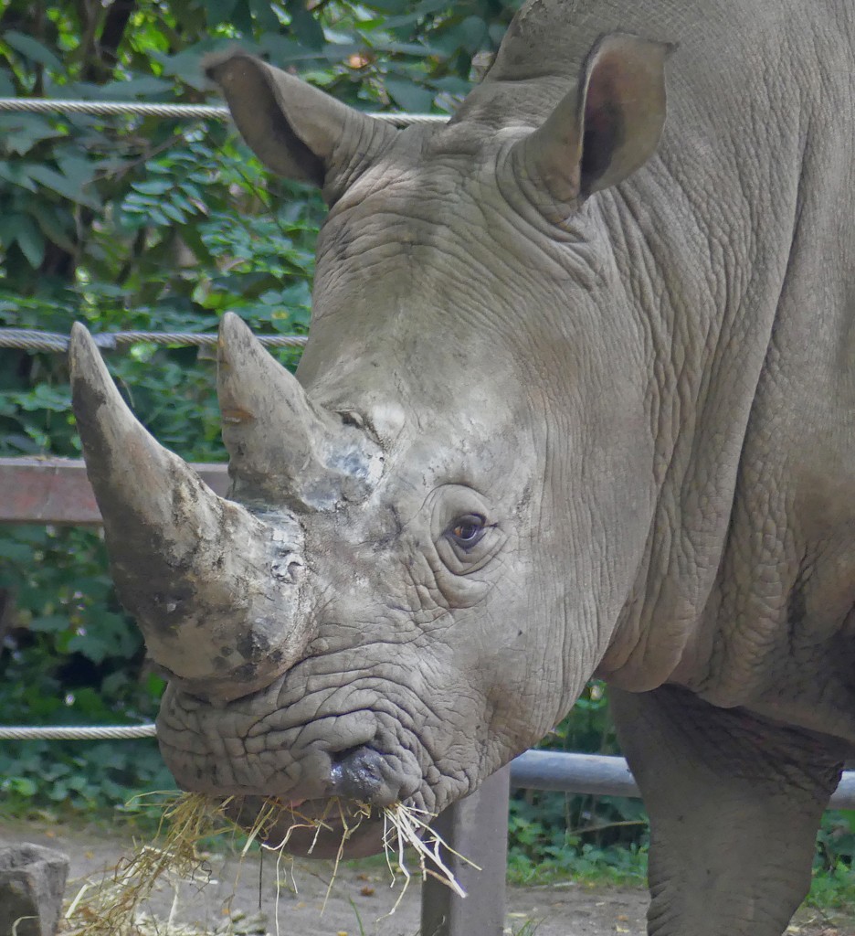 Small Rhino by Sharon Moir
