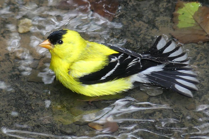 Goldfinch by Sharon Moir