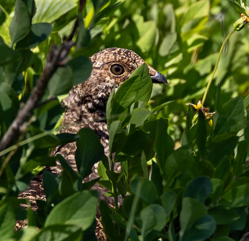 Ptarmigan