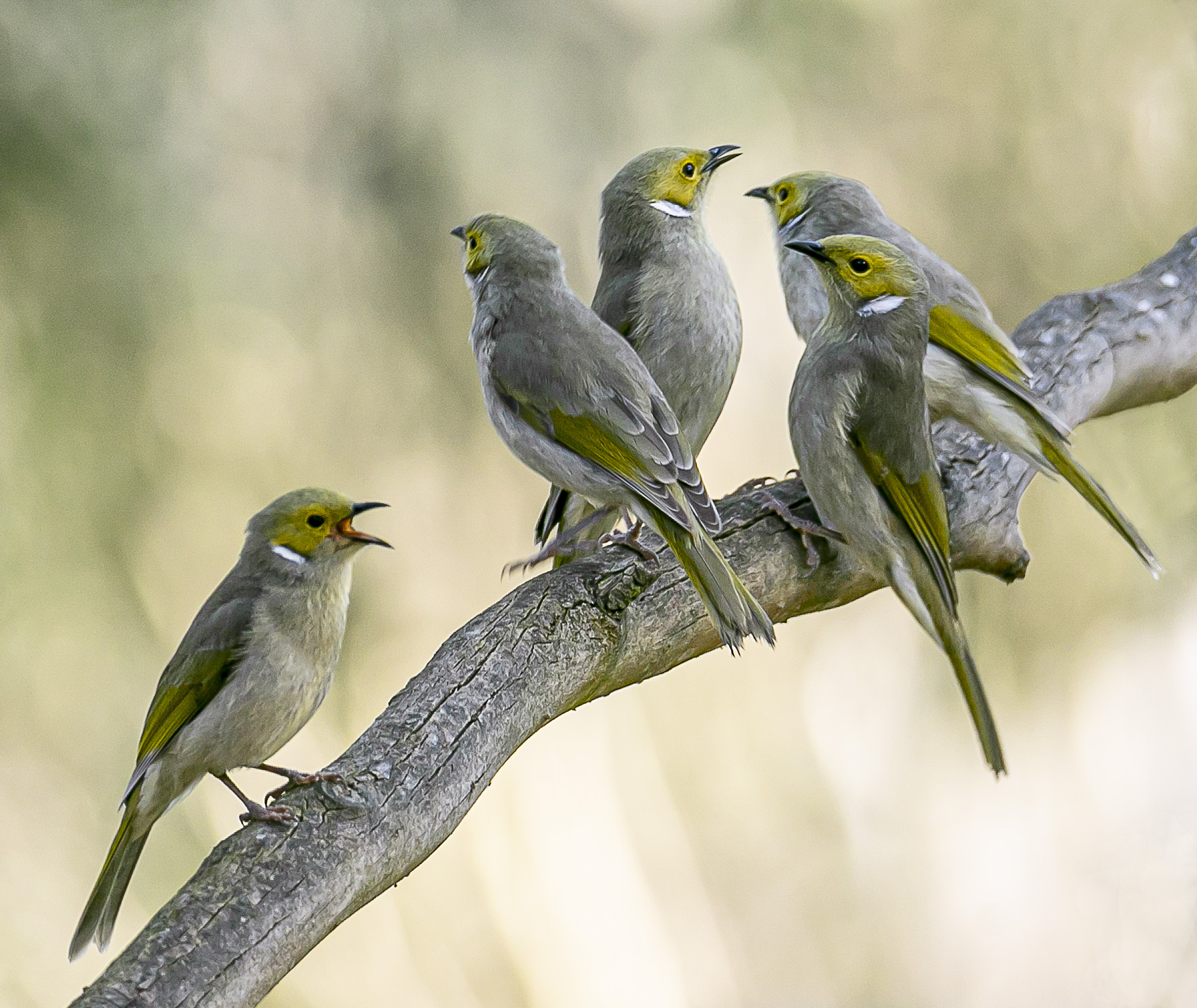 White-plumed honeyeaters (Ptilotula penicillata) by Martin Newland