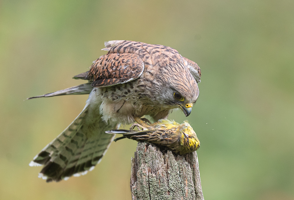  Female Kestrel with Prey by Terri Adcock