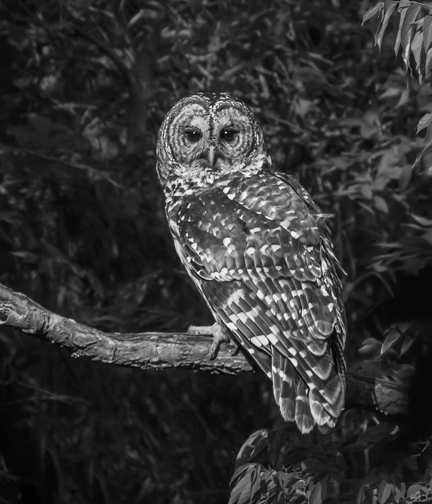 November 2025 - Piers Blackett