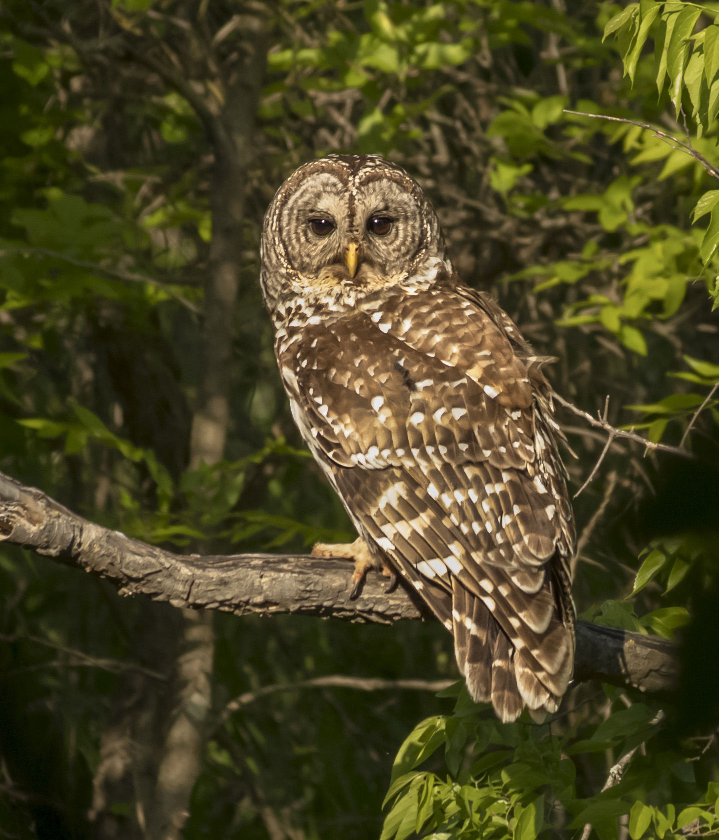 Barred Owl by Piers Blackett