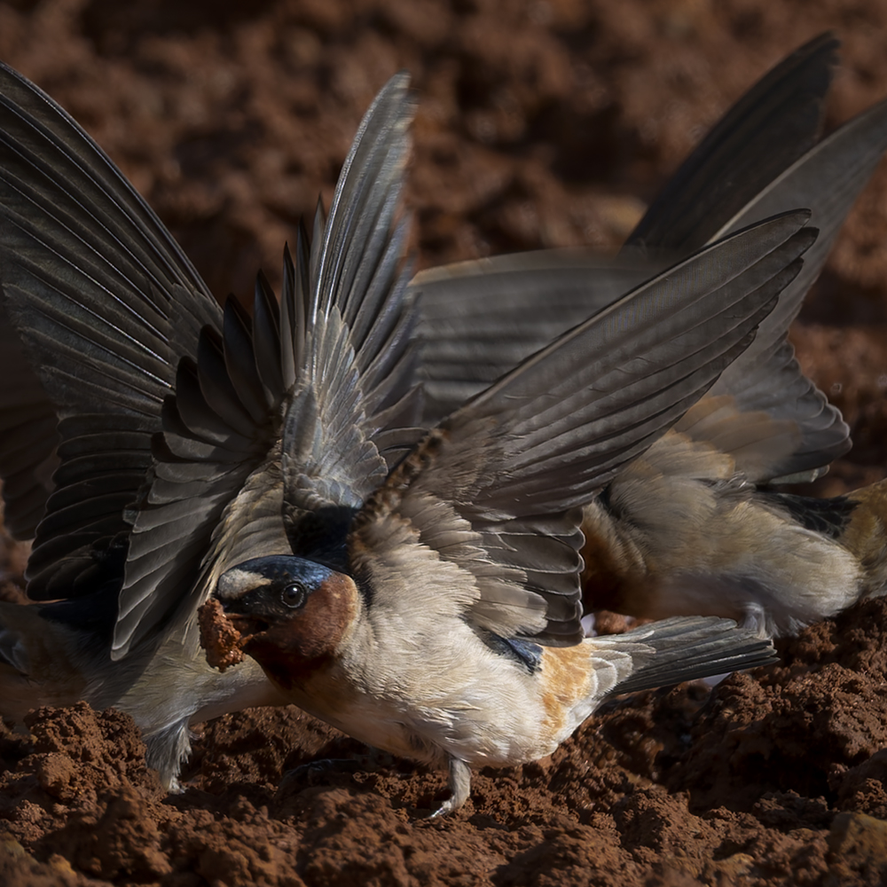 Collecting Mud by Piers Blackett