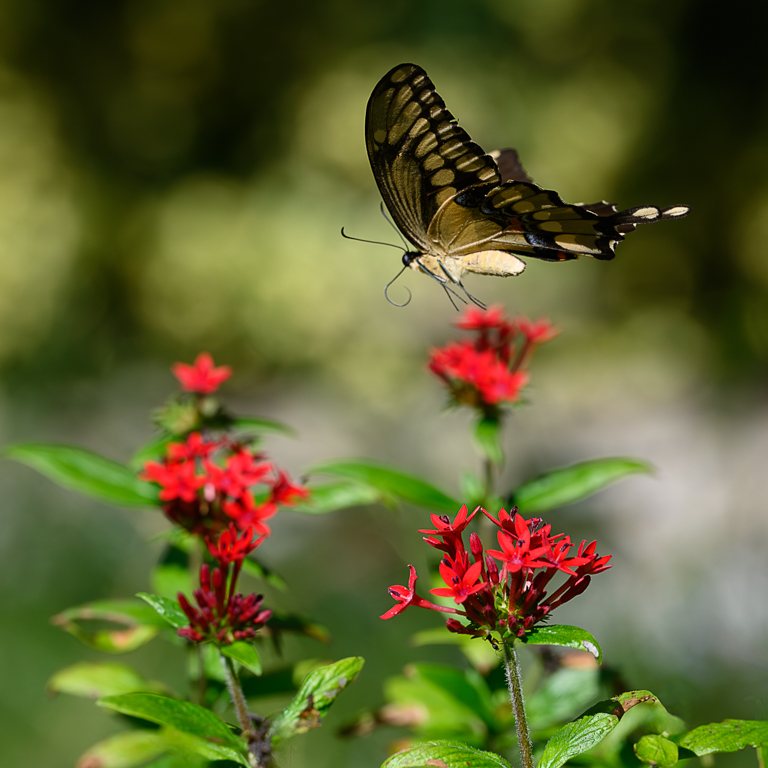 FL Swallowtail Butterfly by Karen Botvin