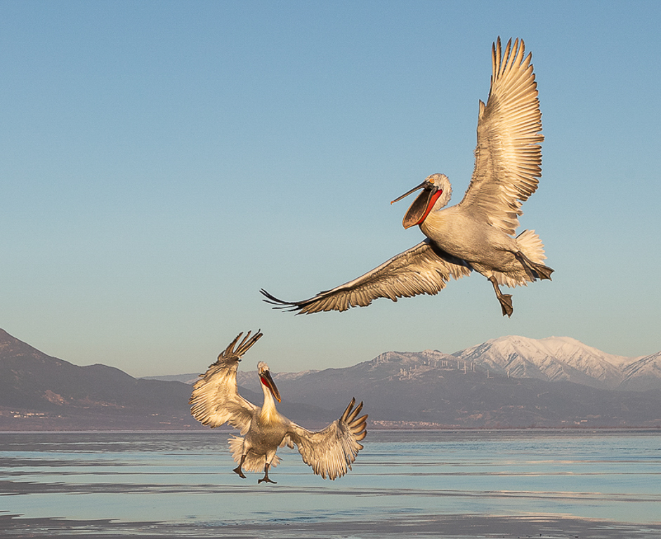 Dalmation Pelicans taken on lake Kerkini in Greece 