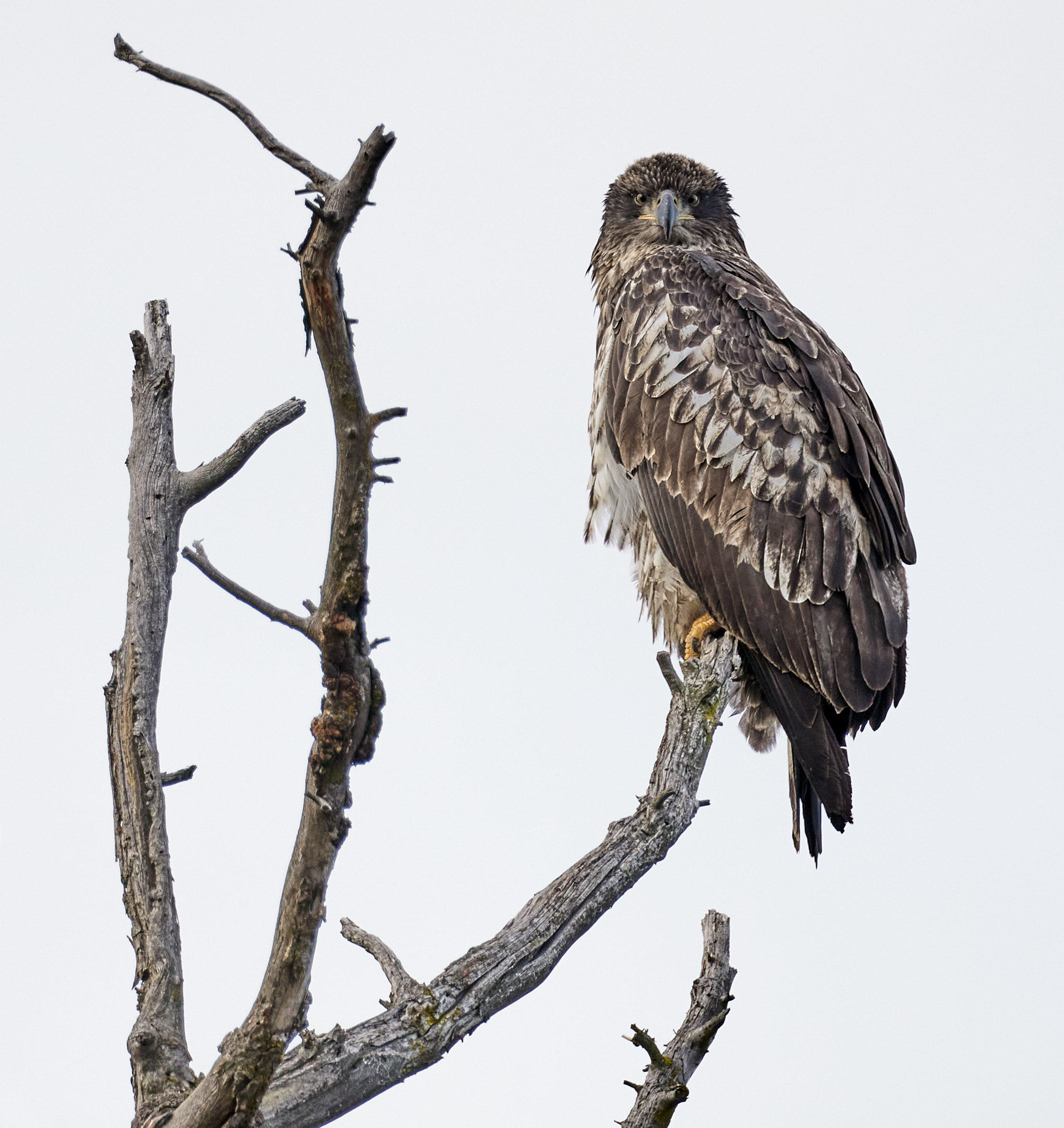 Eagle Staredown by Tor Nenzen