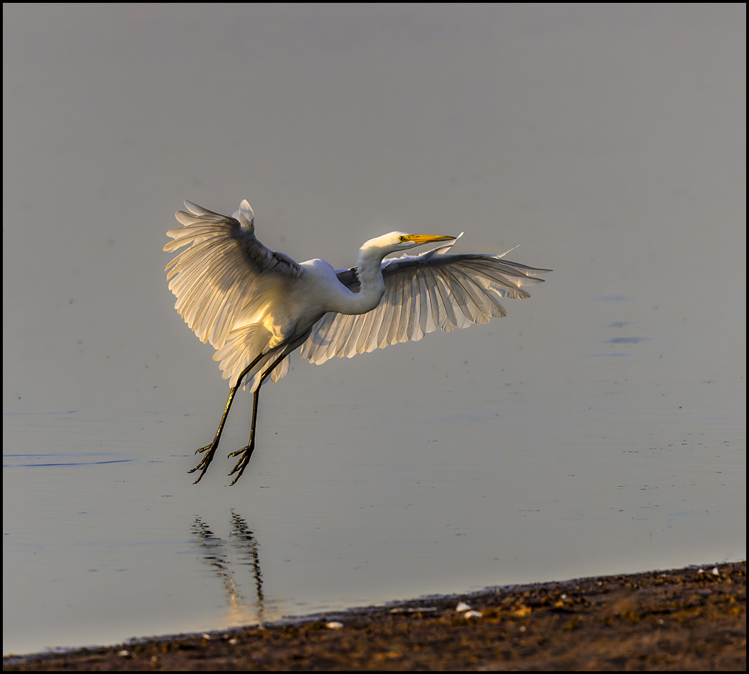 Egret Landing by Piers Blackett