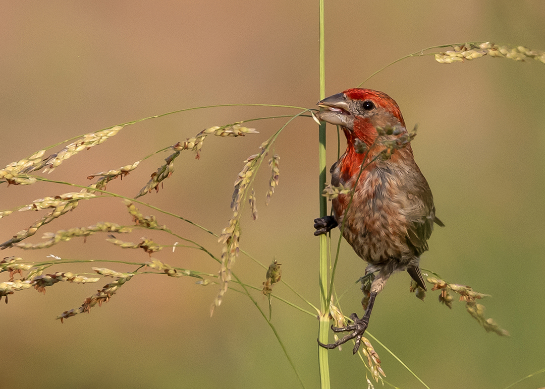 Finch Feeding by Piers Blackett