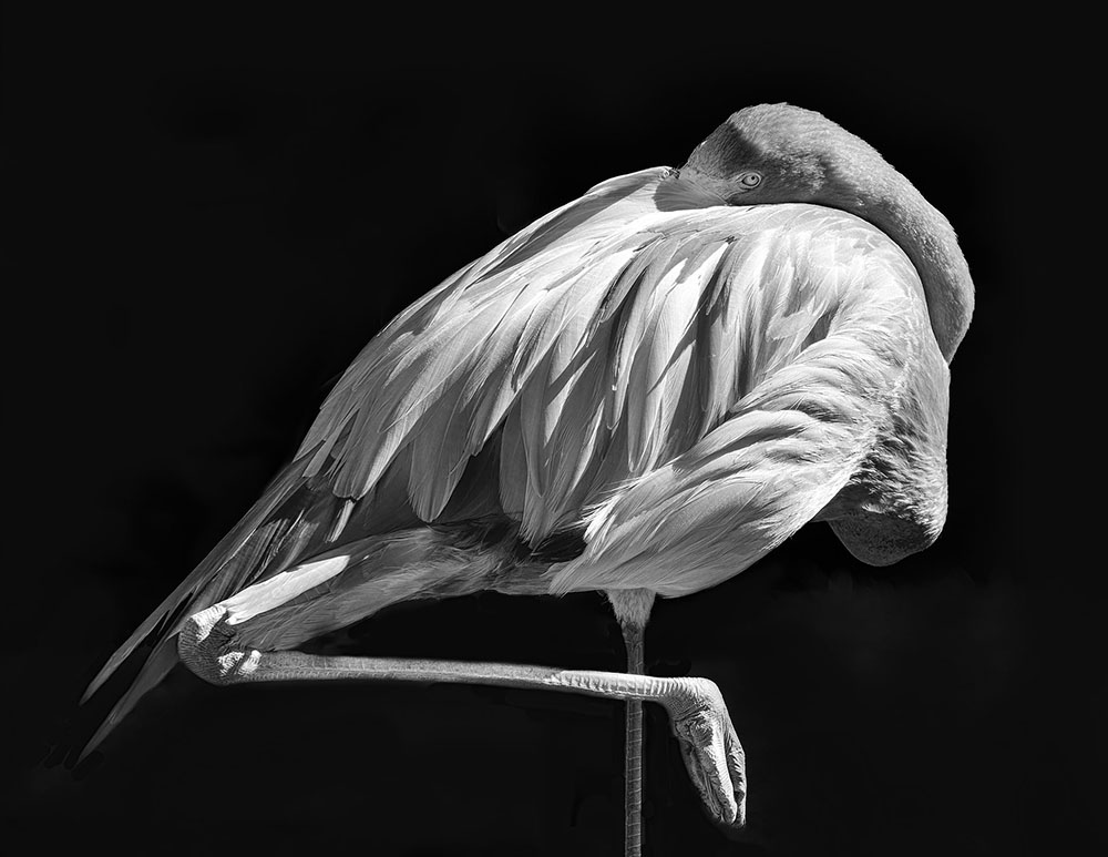 Flamingo siesta by Piers Blackett