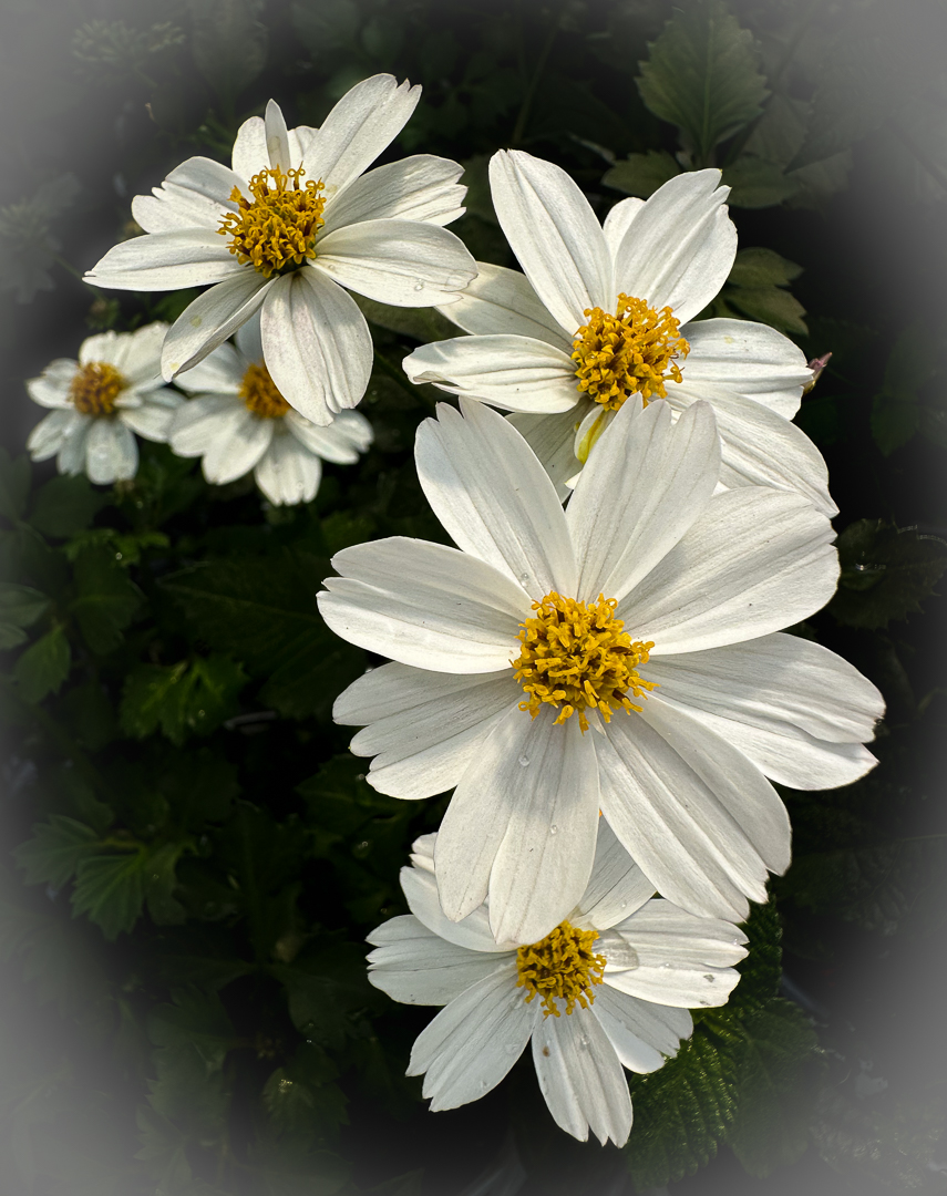 GARDEN COSMOS by Shirley Pohlman