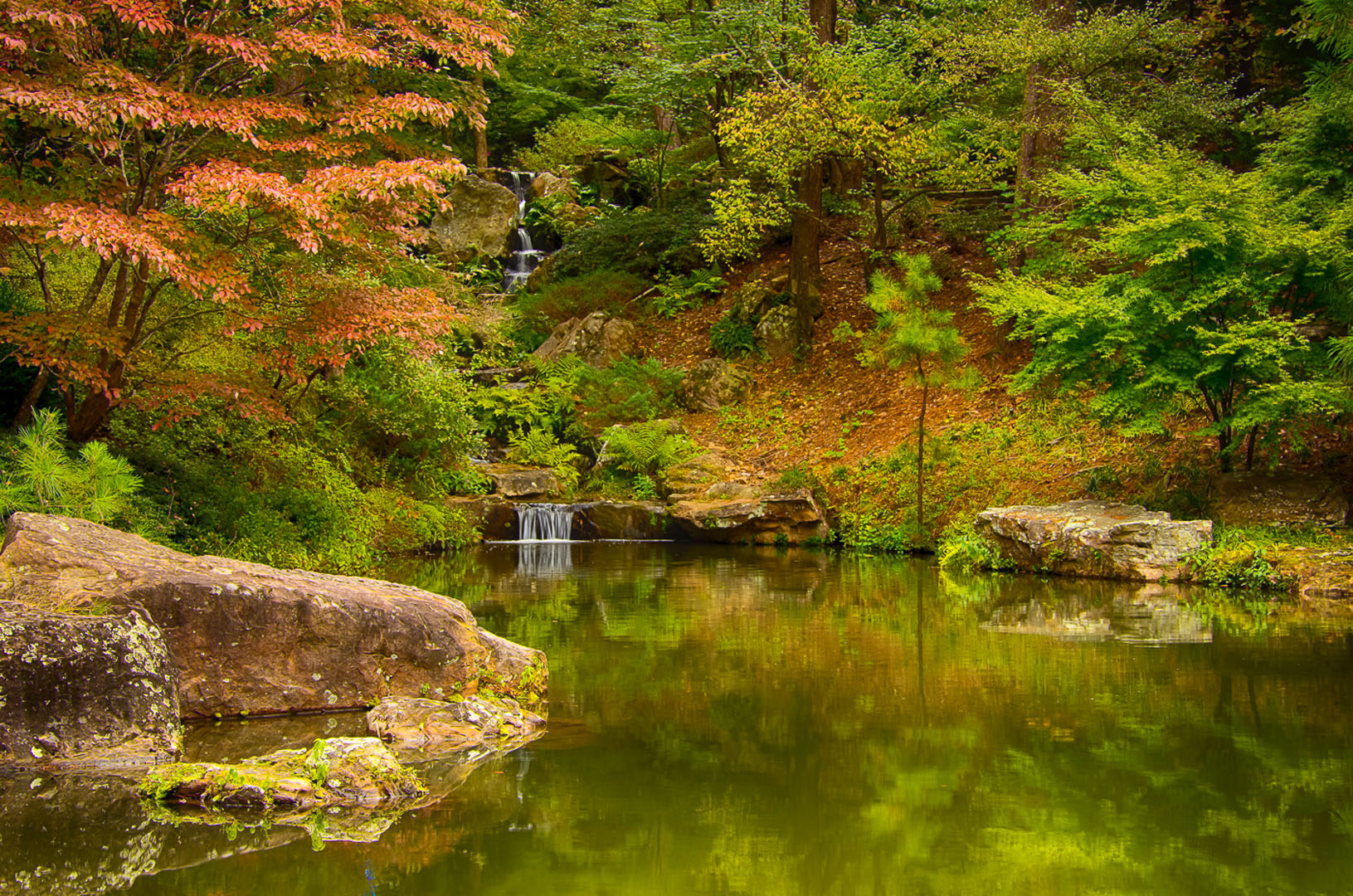 GARVAN POND by Shirley Pohlman
