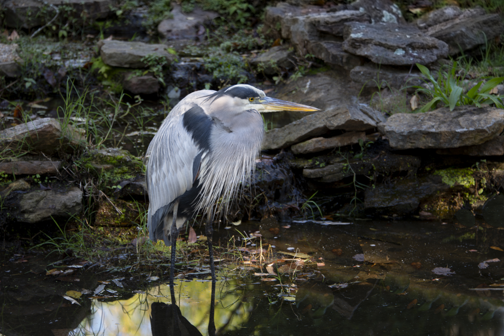 BLUE HERON by Shirley Pohlman