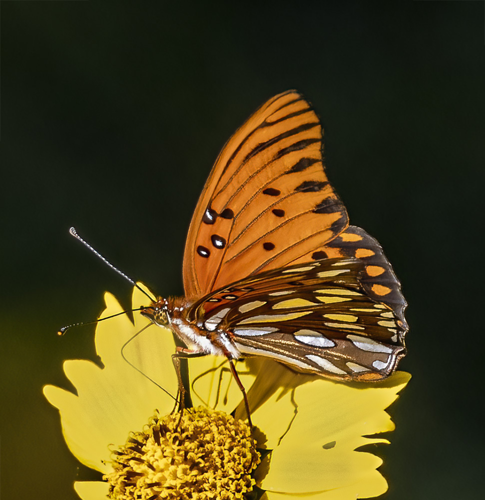 Gulf Fritillary butterfly by Piers Blackett
