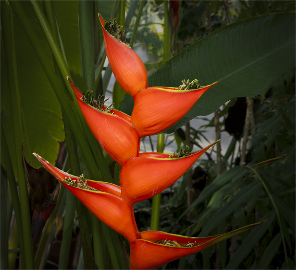 Heliconia by Piers Blackett