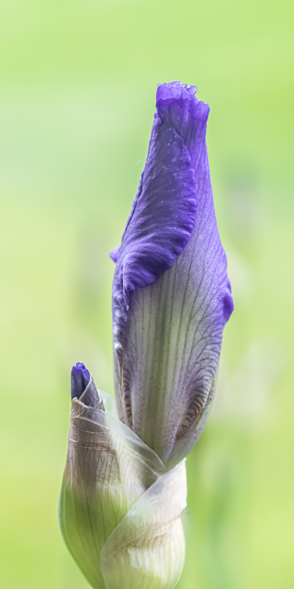 Birth of a Bud by Jim Wulpi