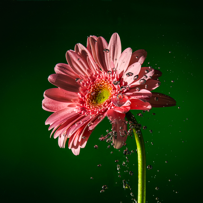 Jan Gerber Daisy