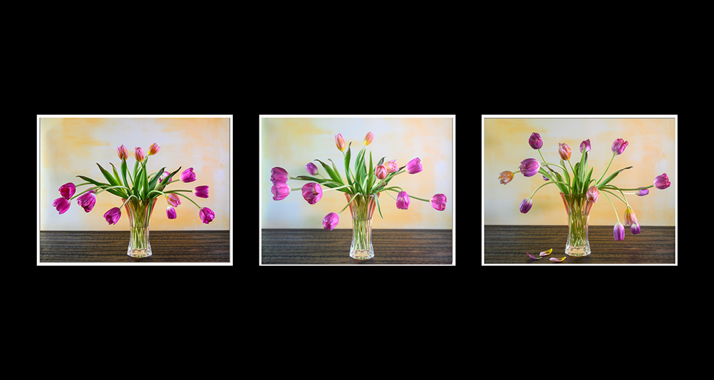 Life Cycle by Karen Botvin
