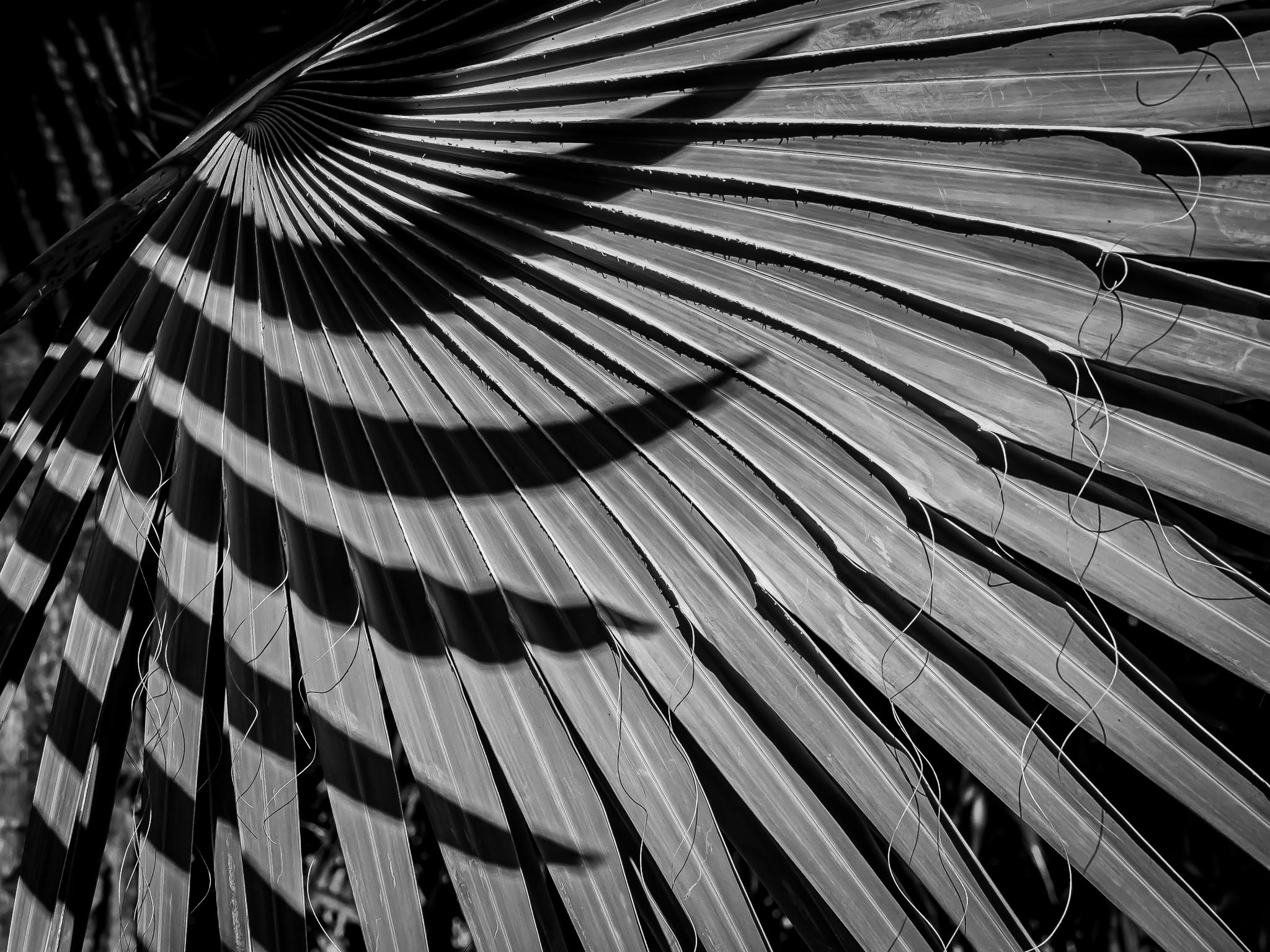 Lines and Shadows by Jim Wulpi