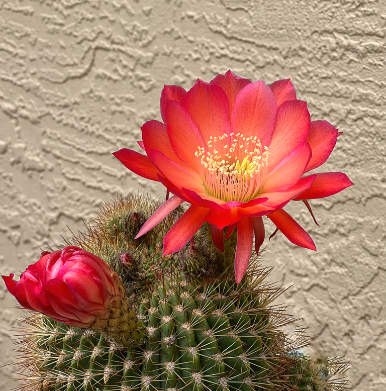 May Cactus by Karen Botvin