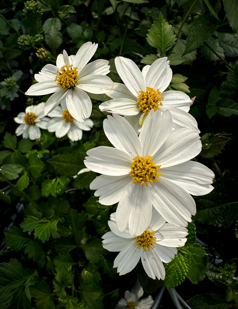 April 2026 - Shirley Pohlman