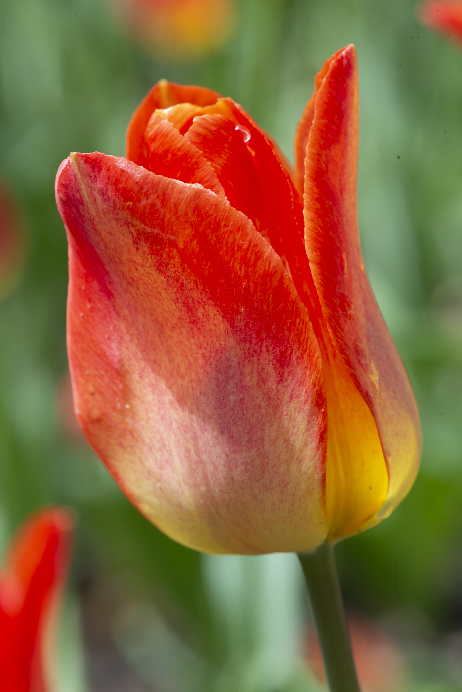 November 2025 - Shirley Pohlman